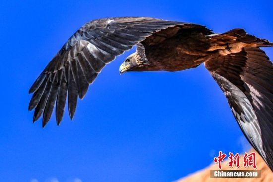 图为国家一级保护动物金雕翱翔在空中。 郎文瑞摄