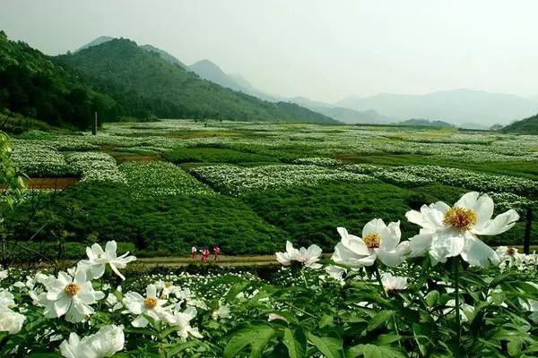 铜陵凤凰山风景区首届花海风车踏青文化旅游节5月1日盛大开幕