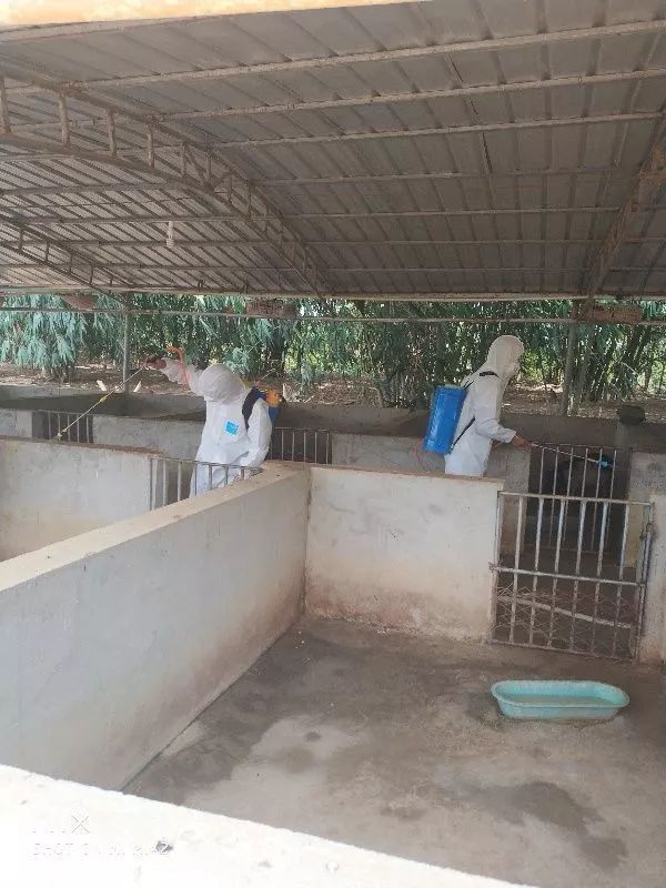 乐东县畜牧兽医服务中心积极开展非洲猪瘟排查