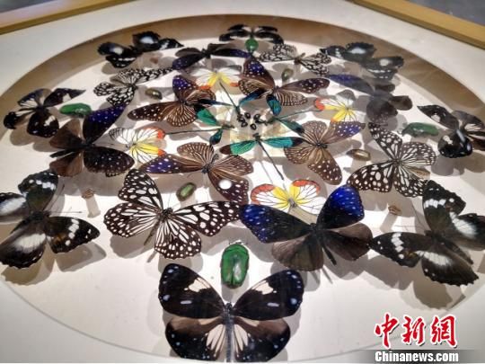 图为不同种类的蝴蝶标本。　高展摄