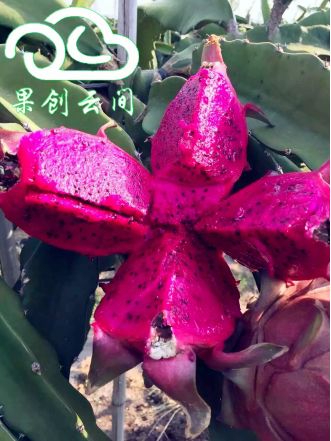 果创云间携金都一号面向全国招募代理合伙人_