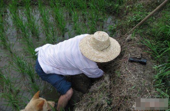 男子徒手与毒蛇搏斗 画面让人汗毛直竖 金环毒