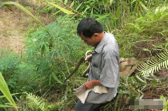 男子徒手与毒蛇搏斗 画面让人汗毛直竖竟抓满