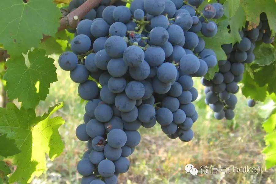 葡萄酒王后|不识梅洛葡萄酒 喝遍红酒也枉然|梅洛|柏图斯_凤凰酒业