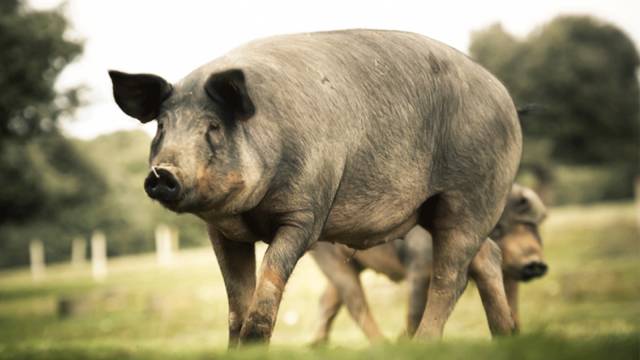 一只猪的最高荣誉,就是被做成伊比利亚火腿