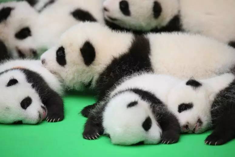 直播熊猫们的十一假期 :凤凰旅游邀请世界级网