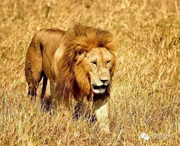 去坦桑尼亚看狮子 这集傲娇和呆萌于一身的王者!