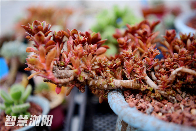 浏阳三个大男人建了个大型养殖基地,想用多肉