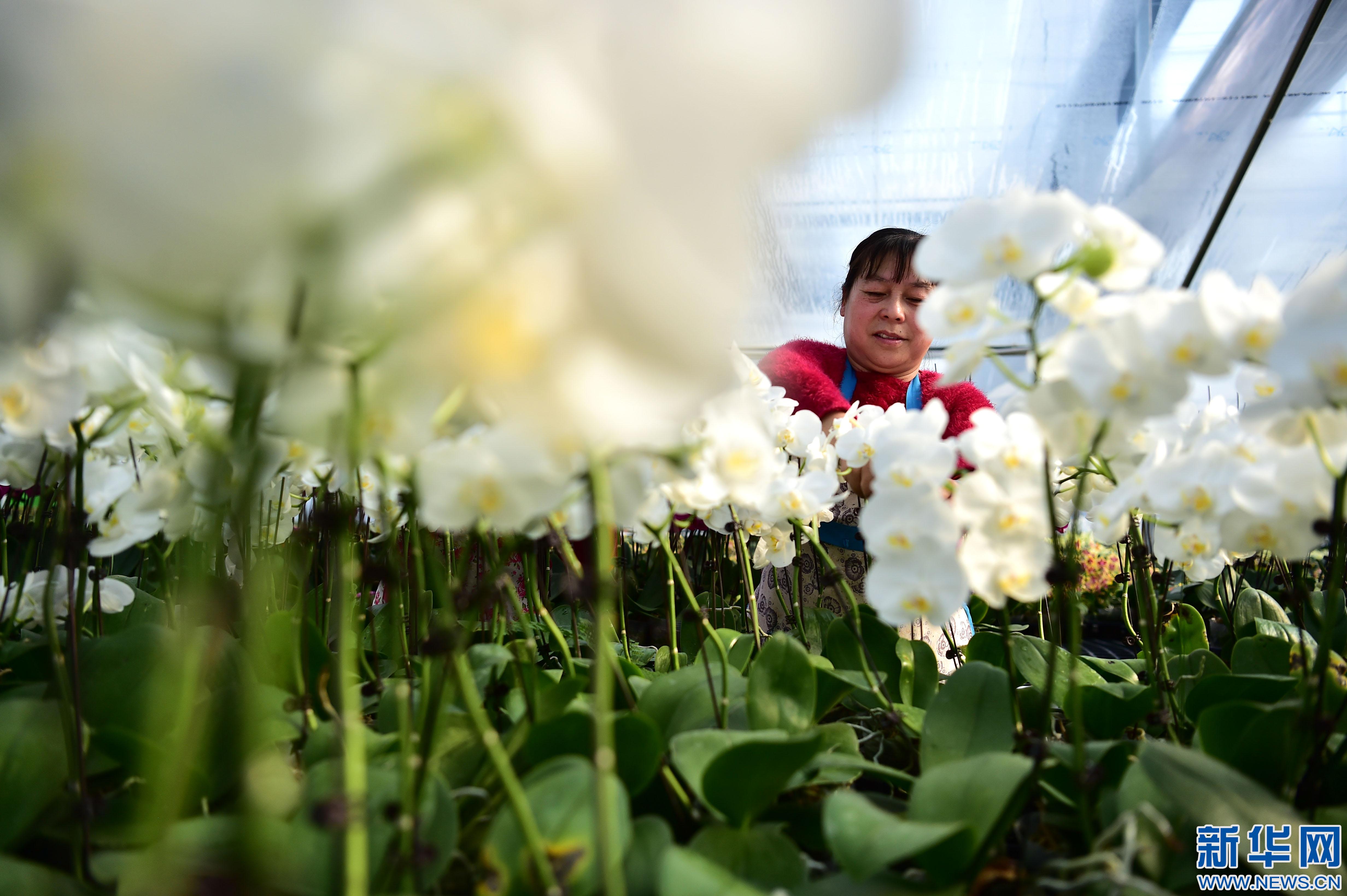 安徽:规模化花卉种植引领特色产业发展