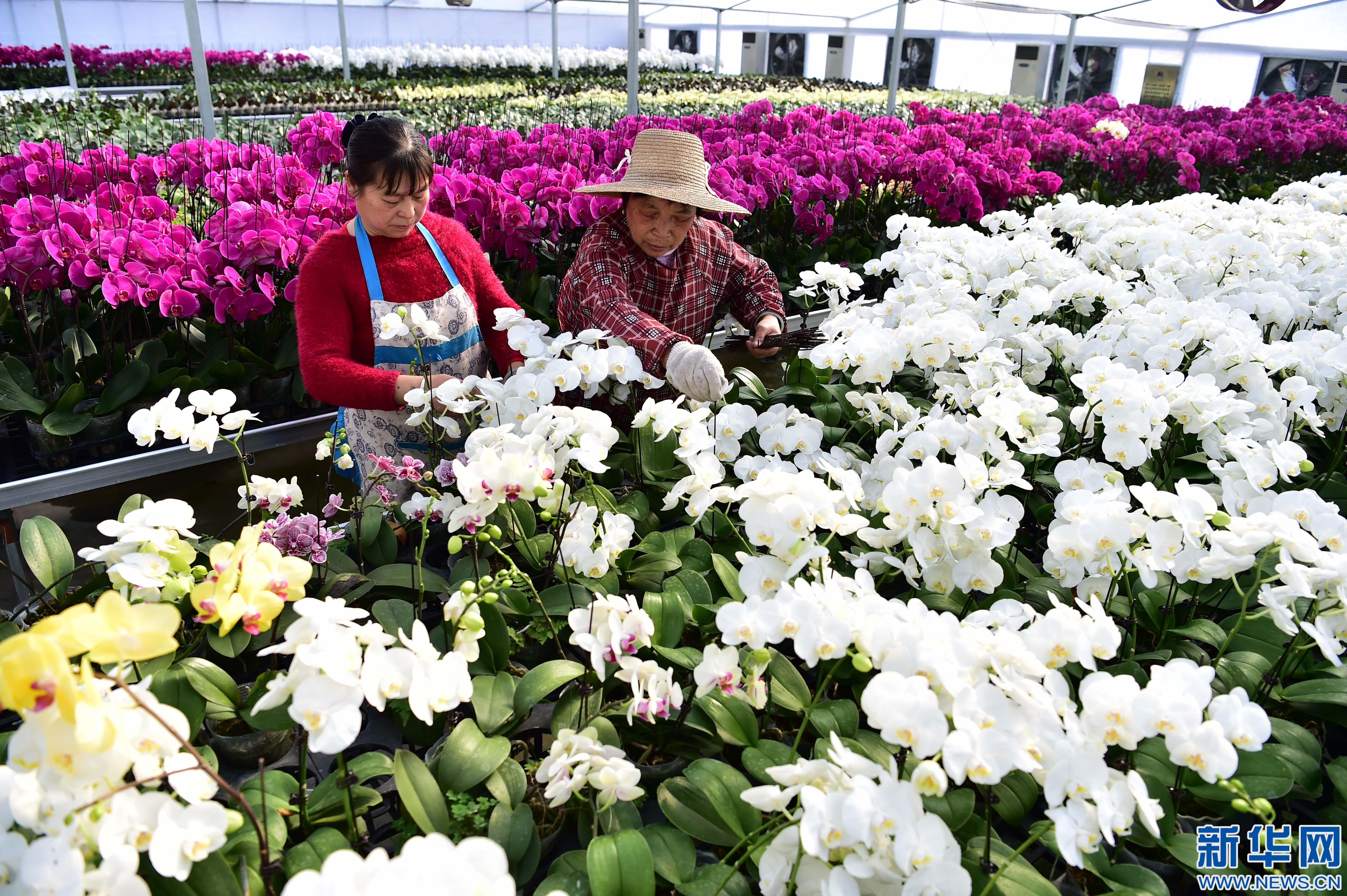 3月2日,农民在肥西县上派镇兰君园艺花卉种植基地制作蝴蝶兰花束.