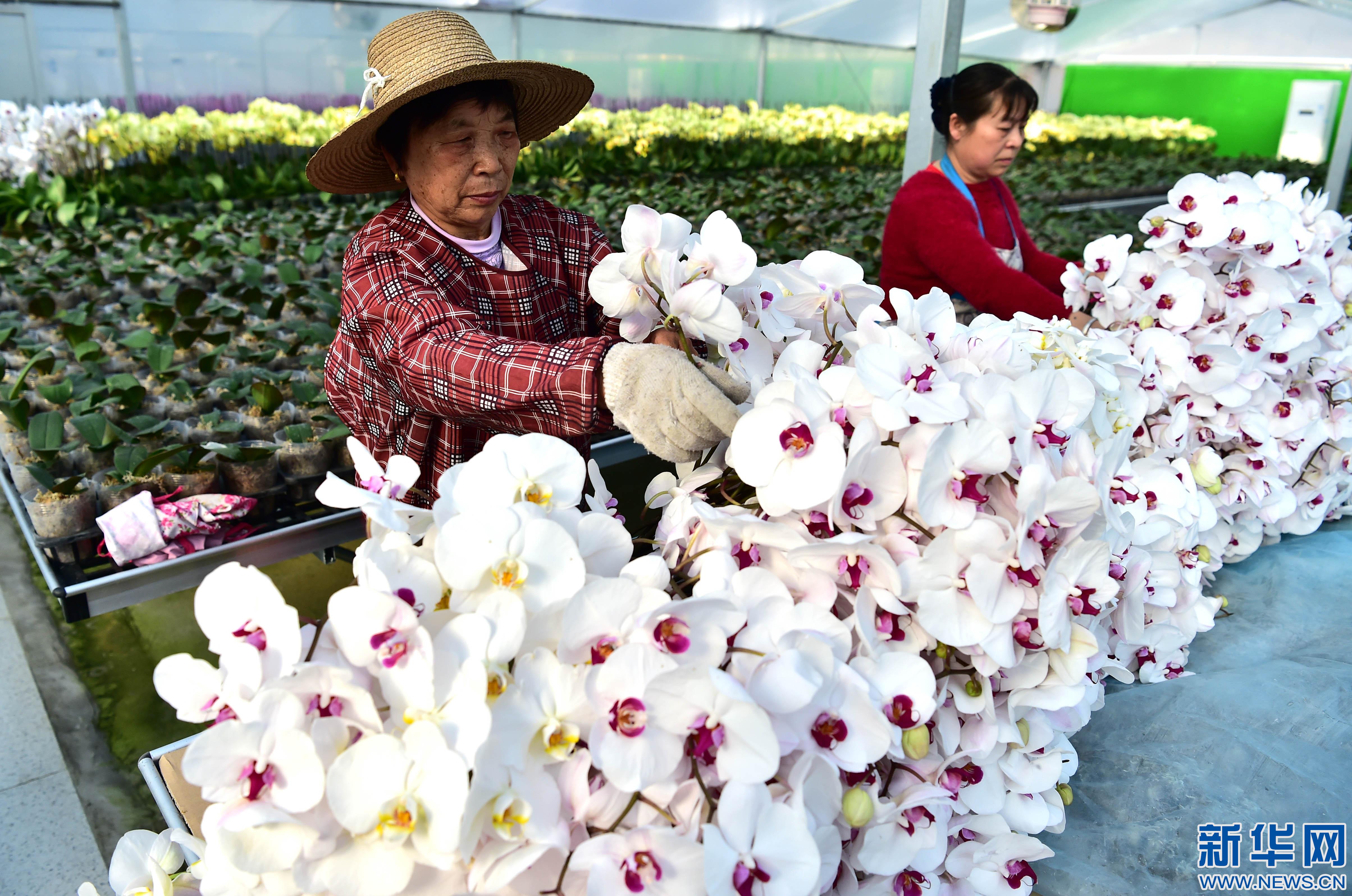 安徽:规模化花卉种植引领特色产业发展_安徽频道_凤凰网