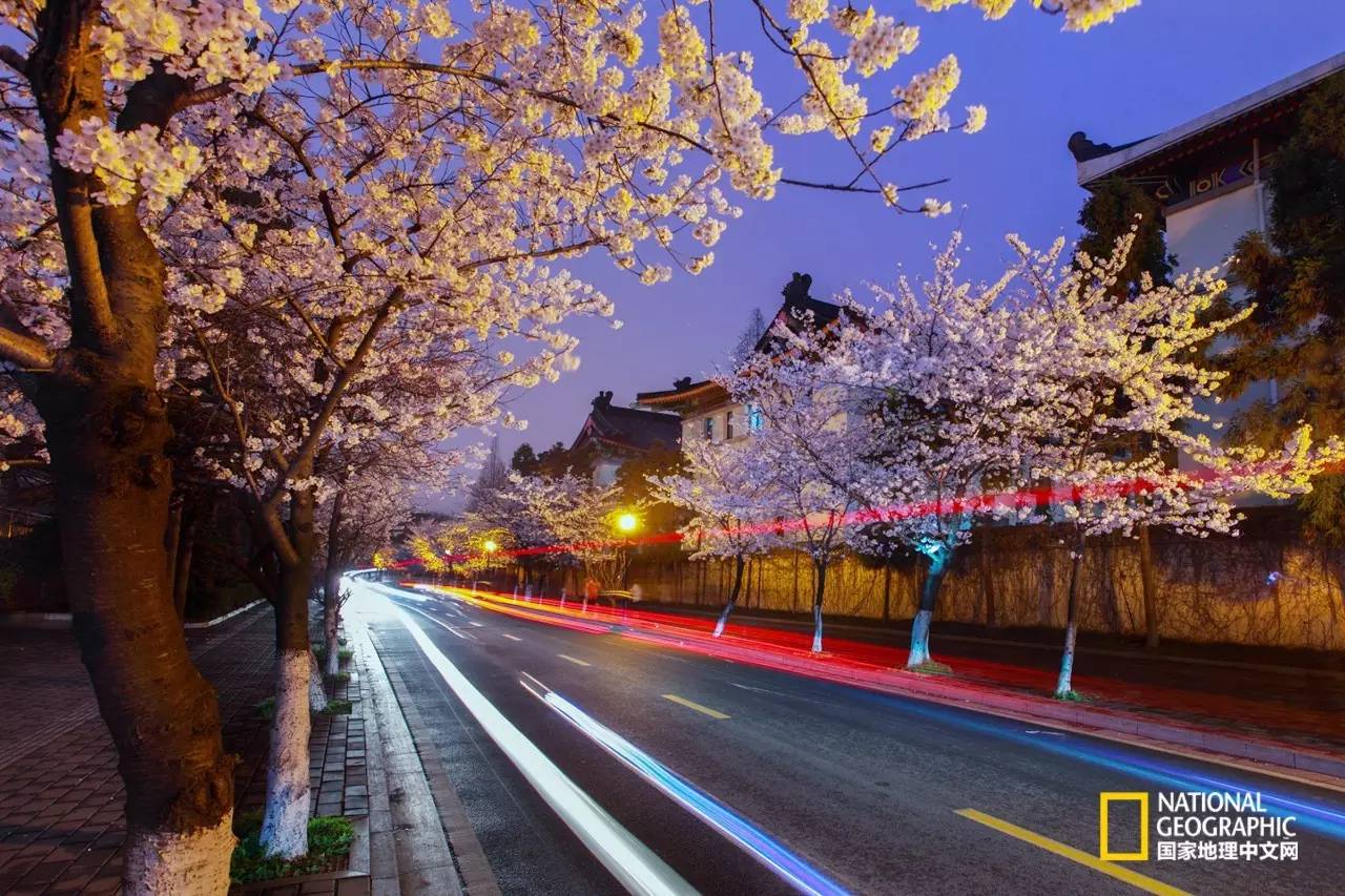 三月南京的樱花太绚烂 不去一趟是不是违背了春意？_凤凰旅游