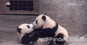 为了熊猫这个国际一线爱豆 歪果仁都做了啥?