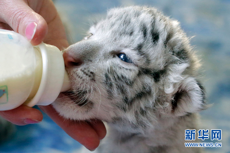 　　当地时间2016年12月8日，克里米亚雅尔塔动物园里刚出生8天的孟加拉白虎幼崽正在喝奶，乖萌可爱。图片来源：视觉中国