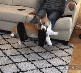 壁纸 动物 狗 狗狗 270_244 gif 动态图 动图