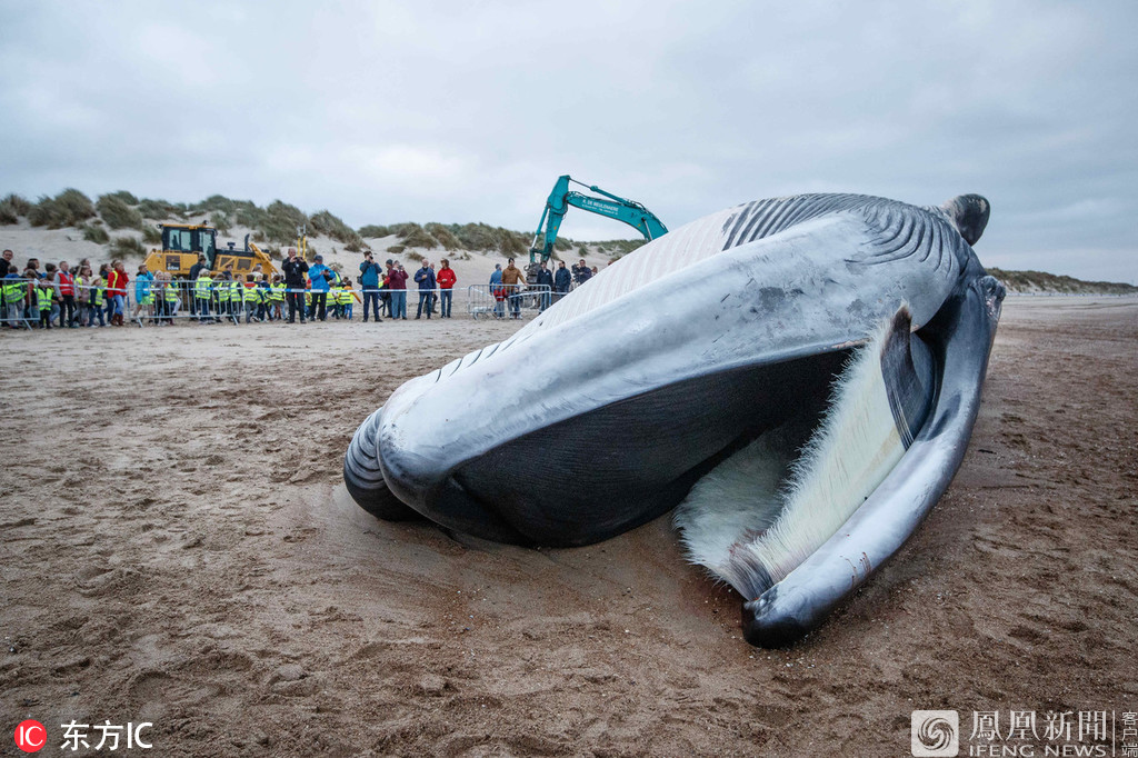海滩现巨型鲸鱼尸体 被当场解剖(图)