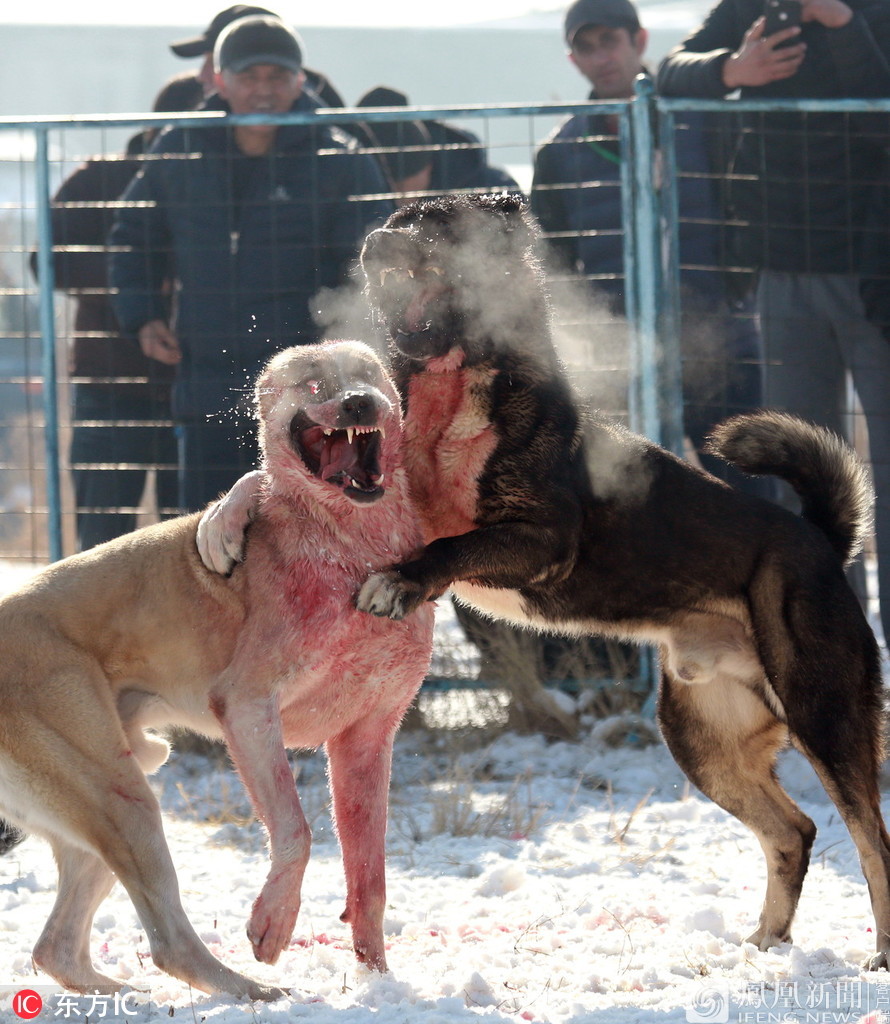 捷克狼犬打架图片
