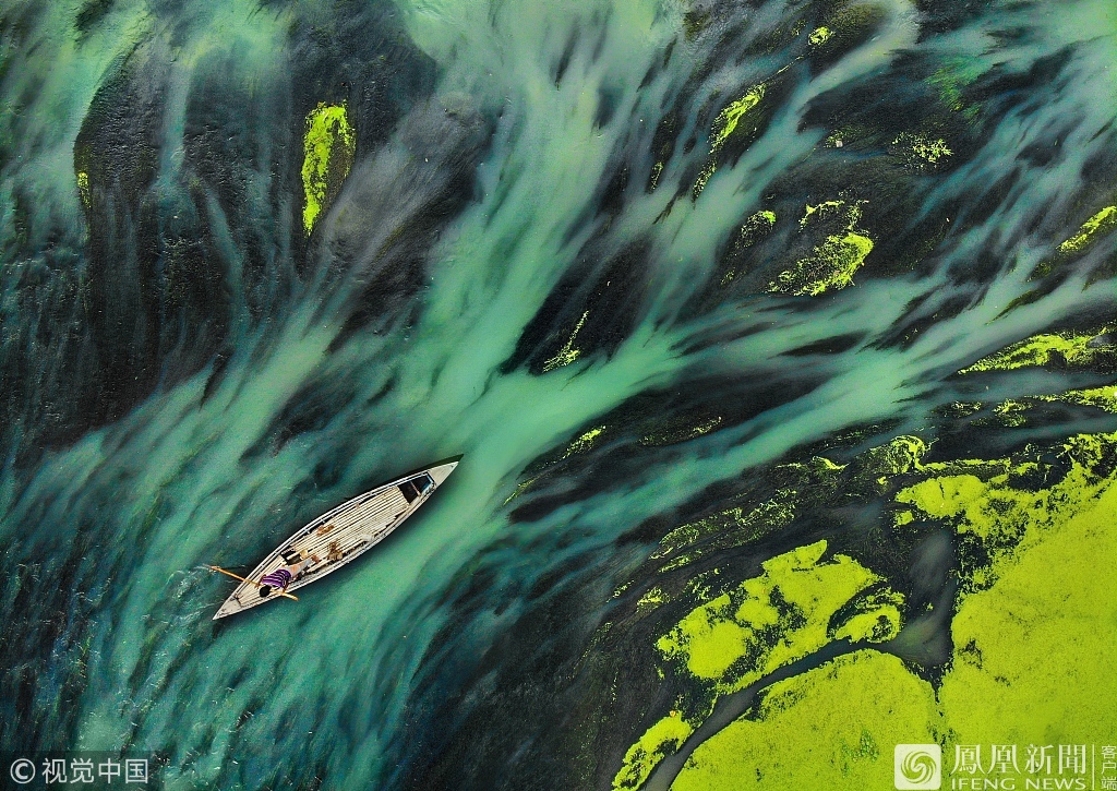 1/412月7日报道,孟加拉博格拉,摄影师momin拍摄到isamoti河上绿色水藻