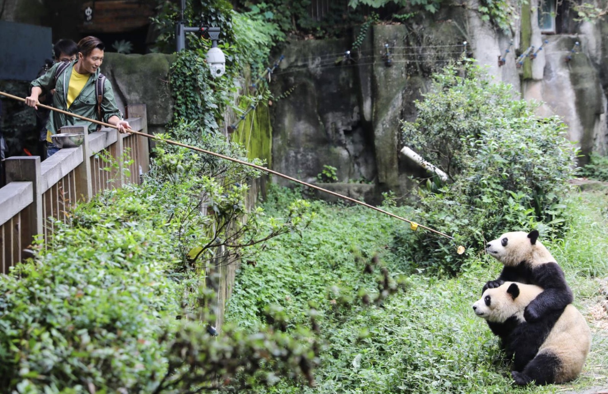 謝霆鋒張靚穎為熊貓做飯 揭秘熊貓飼養員背後的故事 娛樂 第1張