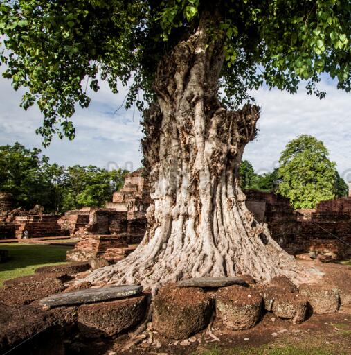 真正的菩提树