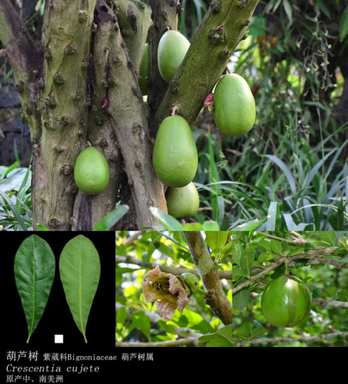 “炮弹果”爆炸威力类似小型手榴弹?假的!