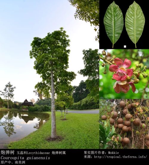 炮弹树相关资料