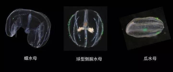 还有一种水母叫立方水母,它才是水母里面最毒的品种
