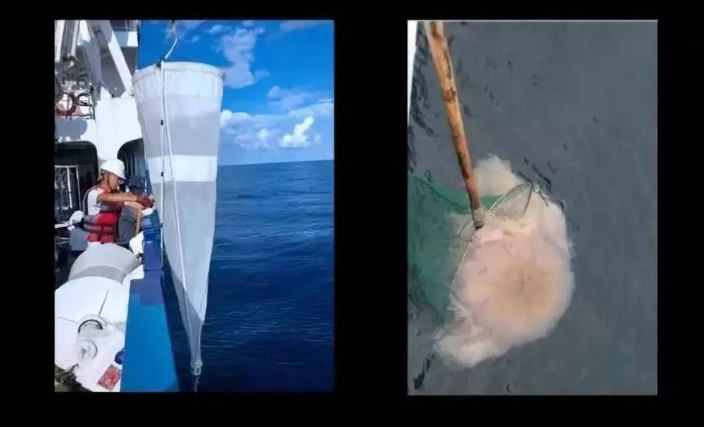 还有一种水母叫立方水母,它才是水母里面最毒的品种