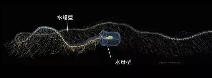 还有一种水母叫立方水母,它才是水母里面最毒的品种