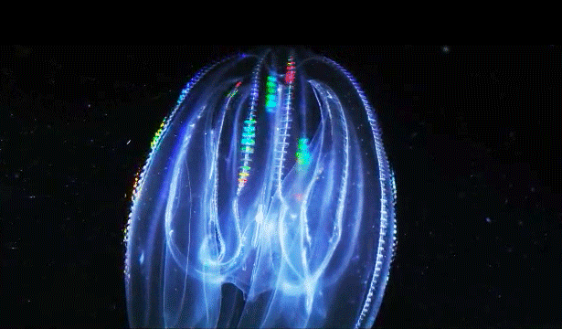 还有一种水母叫立方水母,它才是水母里面最毒的品种