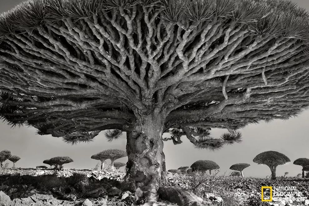 据称该树超过400岁,树的周长多达12米.