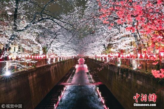 资料图:当地时间3月29日,随着樱花的盛开,东京目黑川于2019年3月23日至4月10日的下午5点至晚9点开启夜间点灯的樱花祭活动。 图片来源:视觉中国 资料图:当地时间3月29日,随着樱花的盛开,东京目黑川于2019年3月23日至4月10日的下午5点至晚9点开启夜间点灯的樱花祭活动。 图片来源:视觉中国