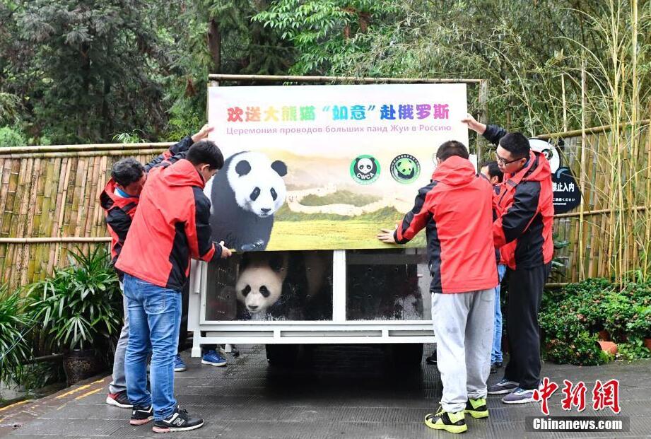大熊猫"如意""丁丁"启程赴俄罗斯