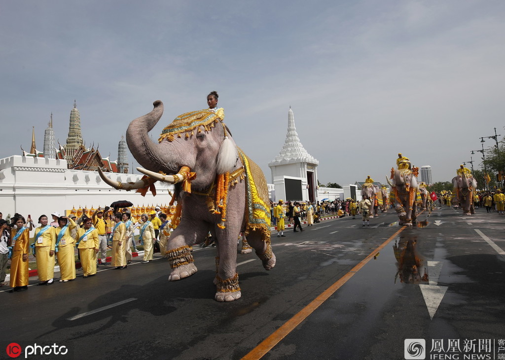 大象跪拜新泰王