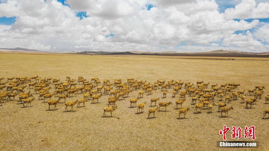 文/江飞波 图/索朗仁青 来源:中
