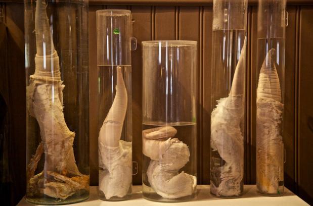 正经的博物馆你去过这些奇葩博物馆可以颠覆你三观