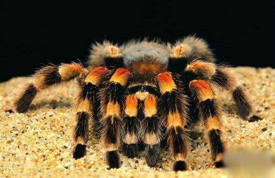 第4名:塔兰图拉毒蜘蛛塔兰图拉毒蛛是大型,多毛的蜘蛛(theraphosidae