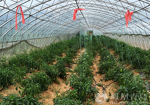 03 正文   涓涓湀鍓嶉檷鐢熷湪闱掑矝妫滠阅庣敓锷ㄧ墿涓栫晫