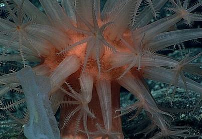 美国深海潜水器五千米海底发现未知生物诡异奇特