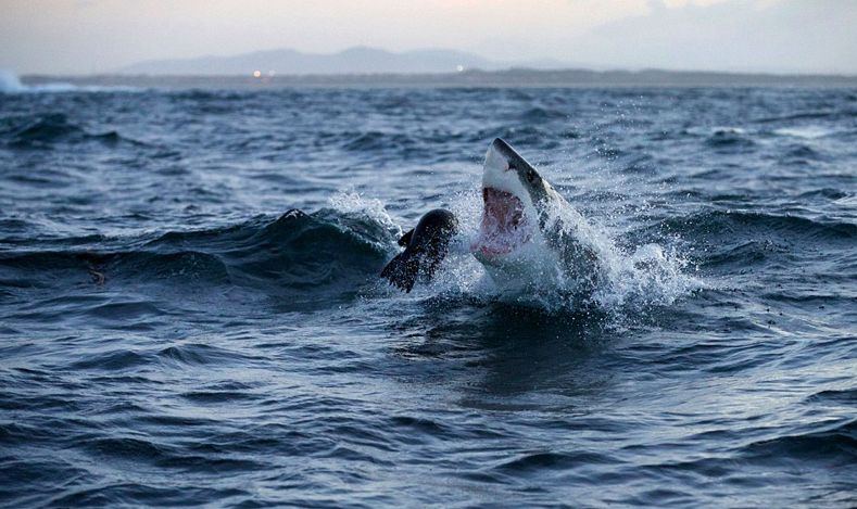 摄影师拍大白鲨捕食海豹震撼瞬间