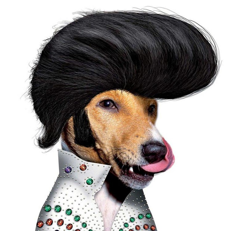 0/0 当动物cos明星的经典造型,眼神,表情,服装到位,竟然真的有别样的