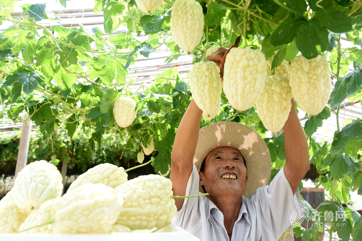 临沂苹果苦瓜蔬菜良种喜获丰收 高价位带动果农增富_山东频道_凤凰网