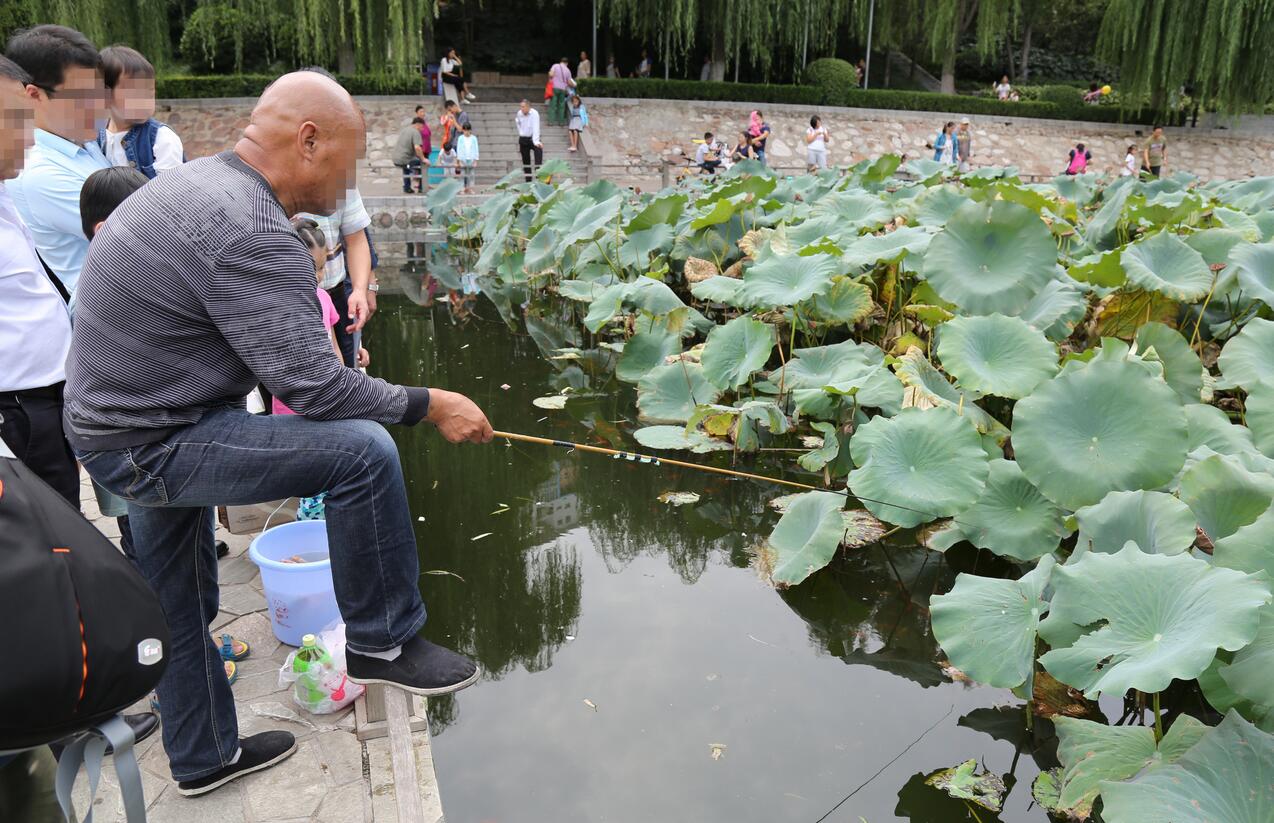 游客无视禁令 观赏金鱼遭大量垂钓