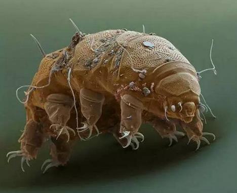 缓步虫  又称水熊,可以在没有食物和水的极端环境中生存长达十年之久