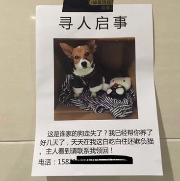 妹子捡到了白吃白住欺负猫的狗还帮它发寻人启事