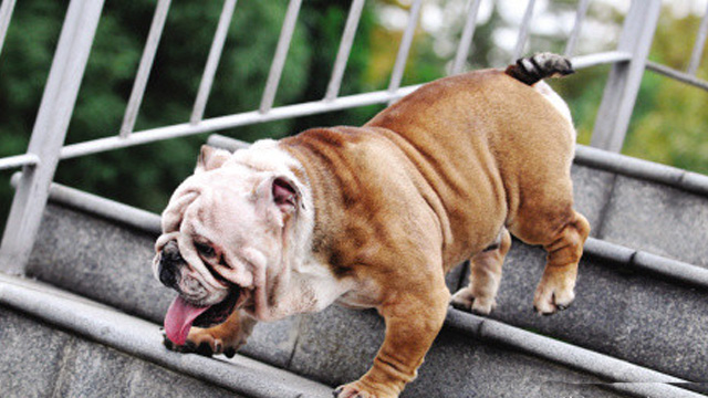 萌萌哒短腿小柯基爬楼梯