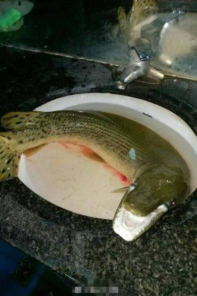 一高校钓起1米长尖嘴怪鱼 专家:吃了致命