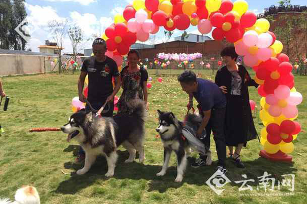 民众为狗办婚礼:狗狗披婚纱有"结婚证"