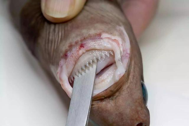 深海3百多种新生物大发现 鱼会走路章鱼长耳朵