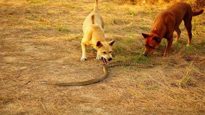 五只狗大战一条眼镜王蛇 狂吠轮番撕咬